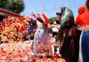 Cagliari, il giorno più atteso domani la 369ª Festa di Sant’Efisio - foto Comune di Cagliari