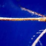 West Nile, Ecdc: Italia Paese più colpito, qui 82% dei casi in Europa
