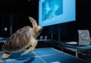 Alla scoperta dell’oceano: l’Ocean&Climate Village fa tappa a Cagliari