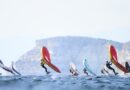 WingFoil Racing World Cup Sardinia, qualifiche Tomasi secondo, Spanu incalza Picot